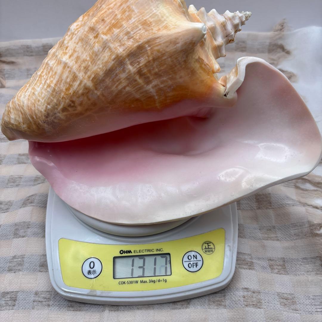 希少 ピンク貝 法螺貝　貝殻　約25cm