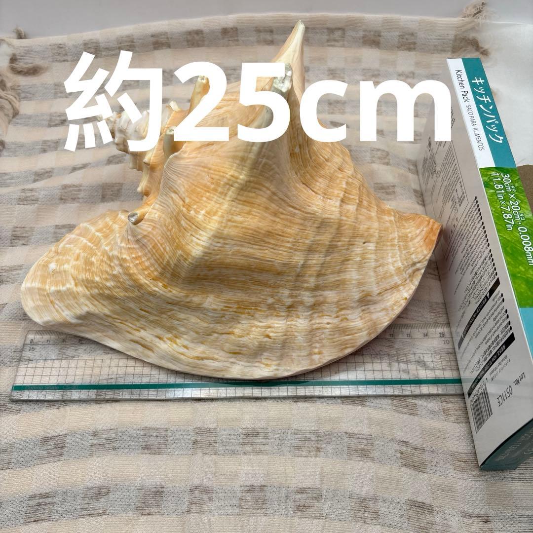 希少 ピンク貝 法螺貝　貝殻　約25cm