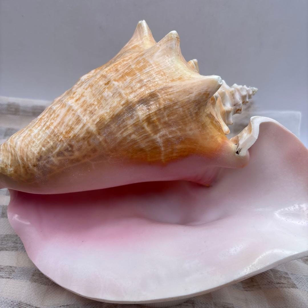 希少 ピンク貝 法螺貝　貝殻　約25cm