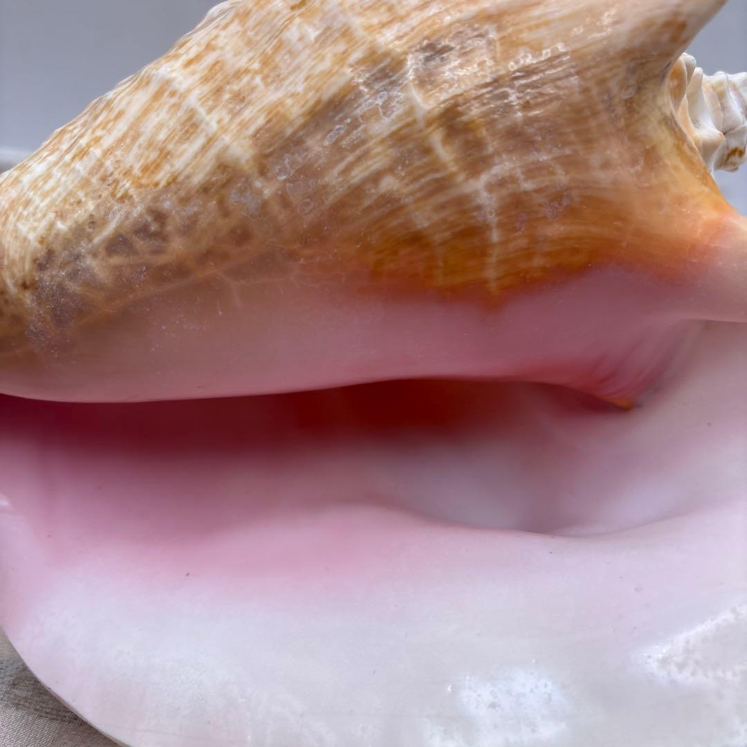 希少 ピンク貝 法螺貝　貝殻　約25cm