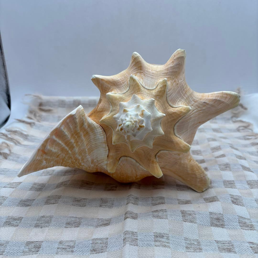 希少 ピンク貝 法螺貝　貝殻　約25cm