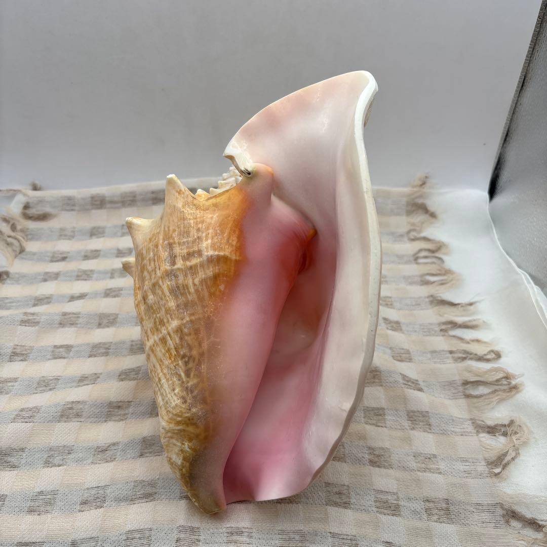 希少 ピンク貝 法螺貝　貝殻　約25cm