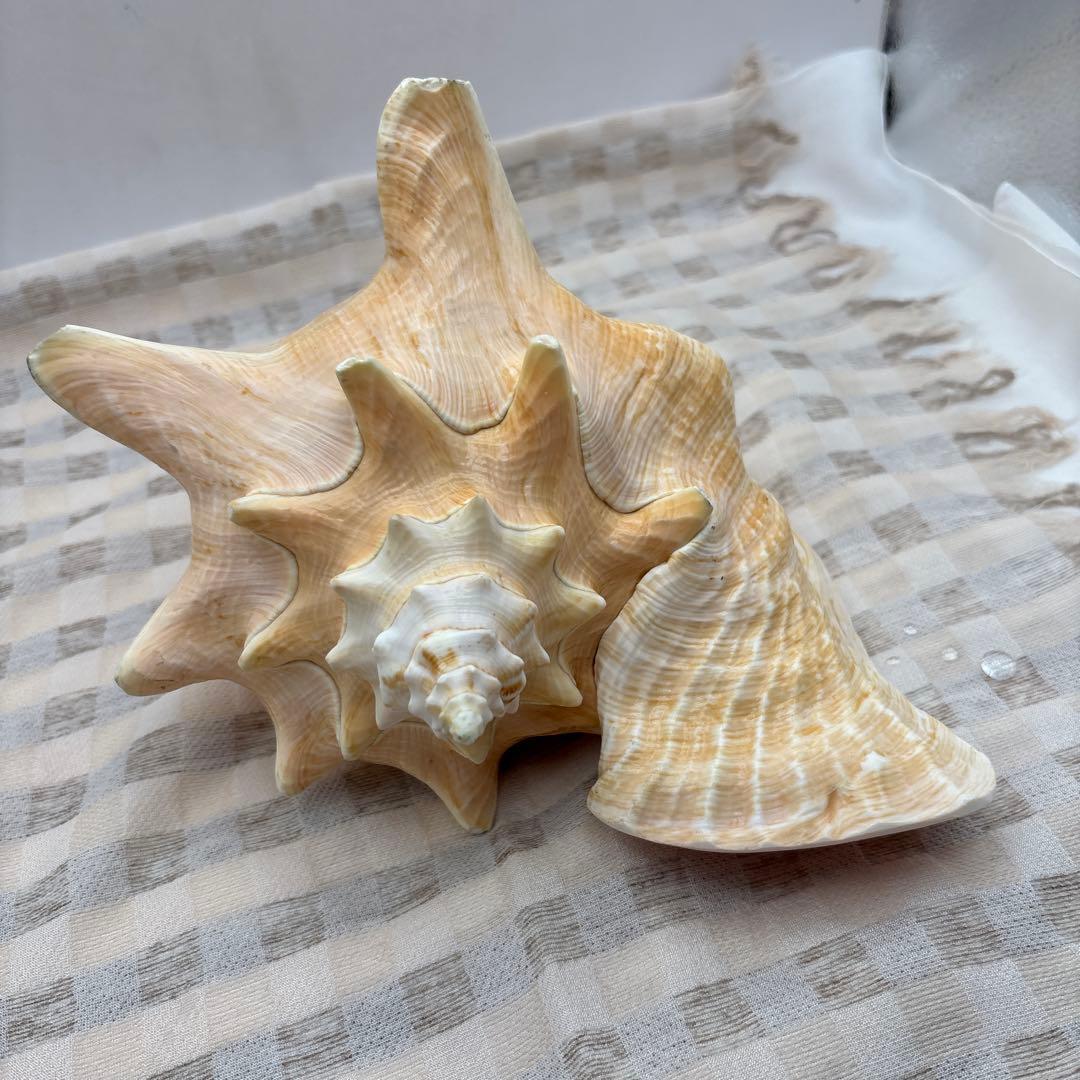 希少 ピンク貝 法螺貝　貝殻　約25cm