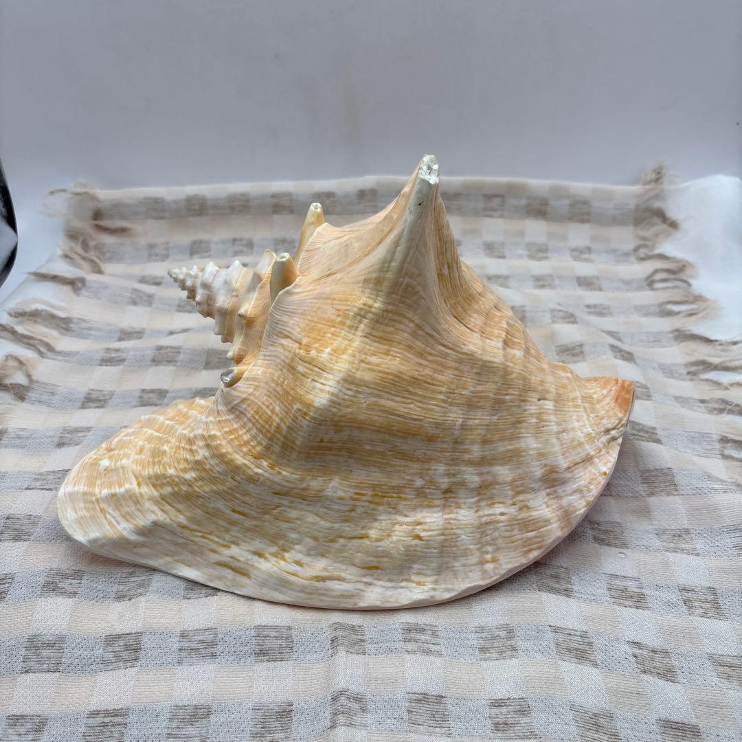 希少 ピンク貝 法螺貝　貝殻　約25cm