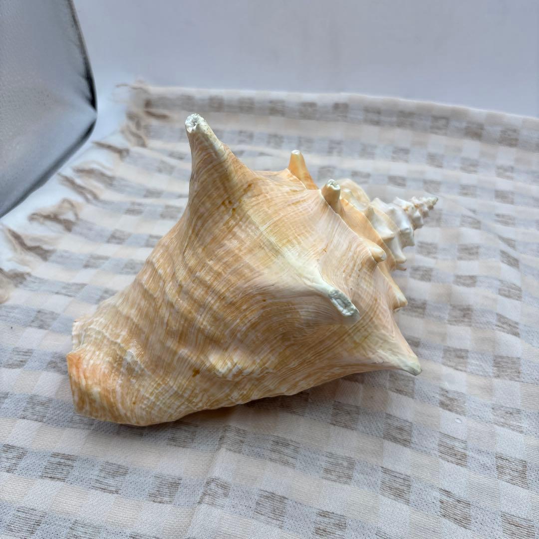 希少 ピンク貝 法螺貝　貝殻　約25cm