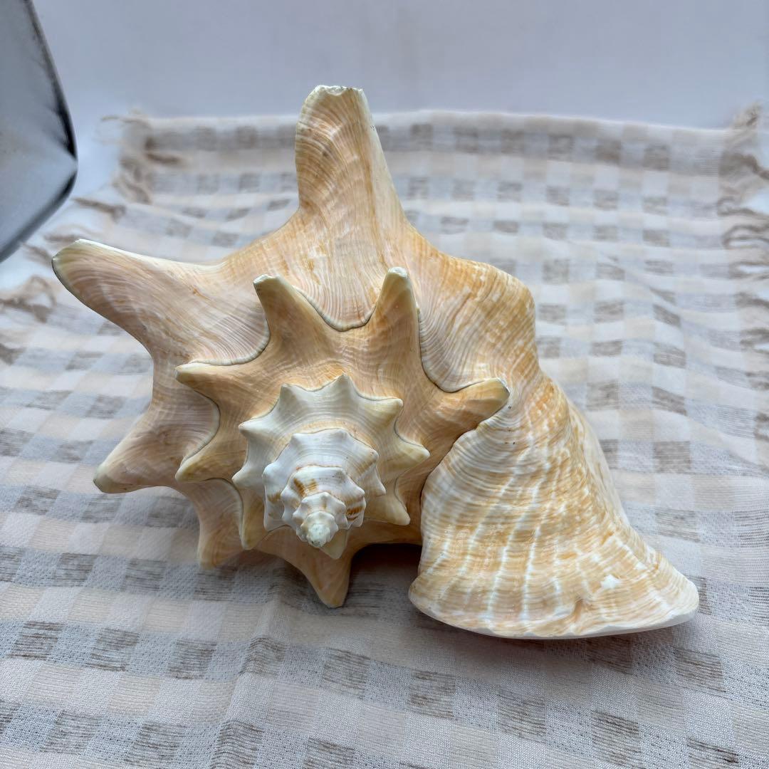 希少 ピンク貝 法螺貝　貝殻　約25cm