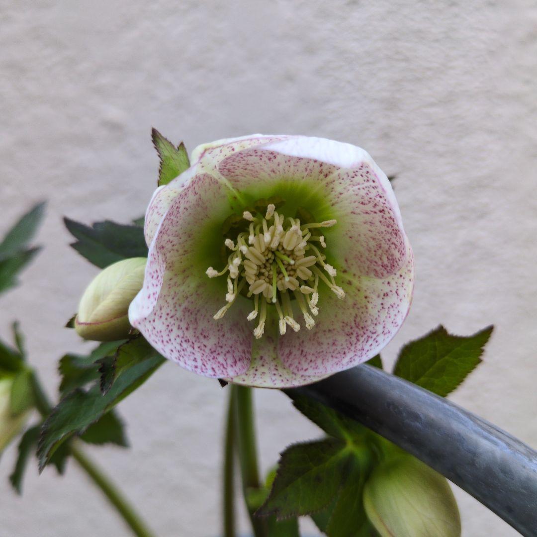 クリスマスローズ　シングル　カップ咲き　ホワイトミスト〈大和園〉