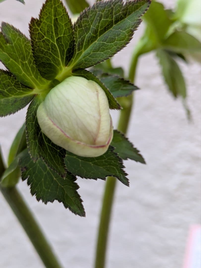 クリスマスローズ　シングル　カップ咲き　ホワイトミスト〈大和園〉