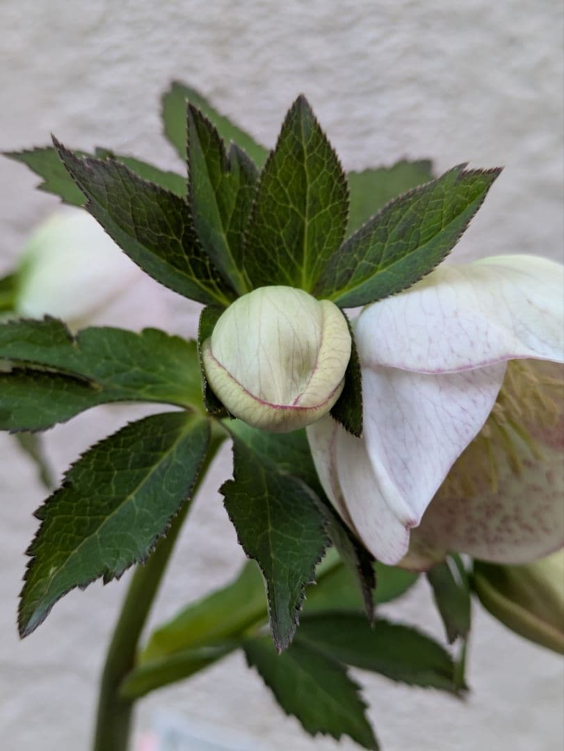 クリスマスローズ　シングル　カップ咲き　ホワイトミスト〈大和園〉