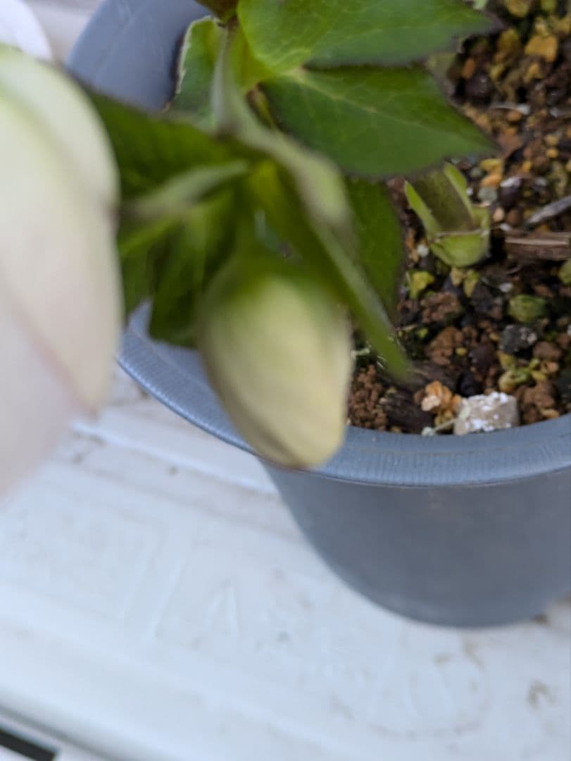 クリスマスローズ　シングル　カップ咲き　ホワイトミスト〈大和園〉