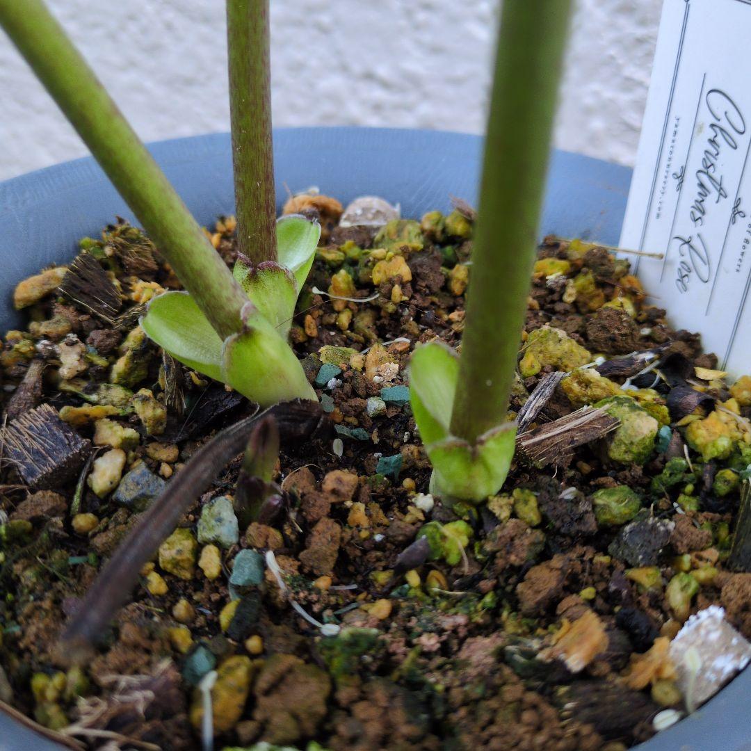 クリスマスローズ　シングル　カップ咲き　ホワイトミスト〈大和園〉