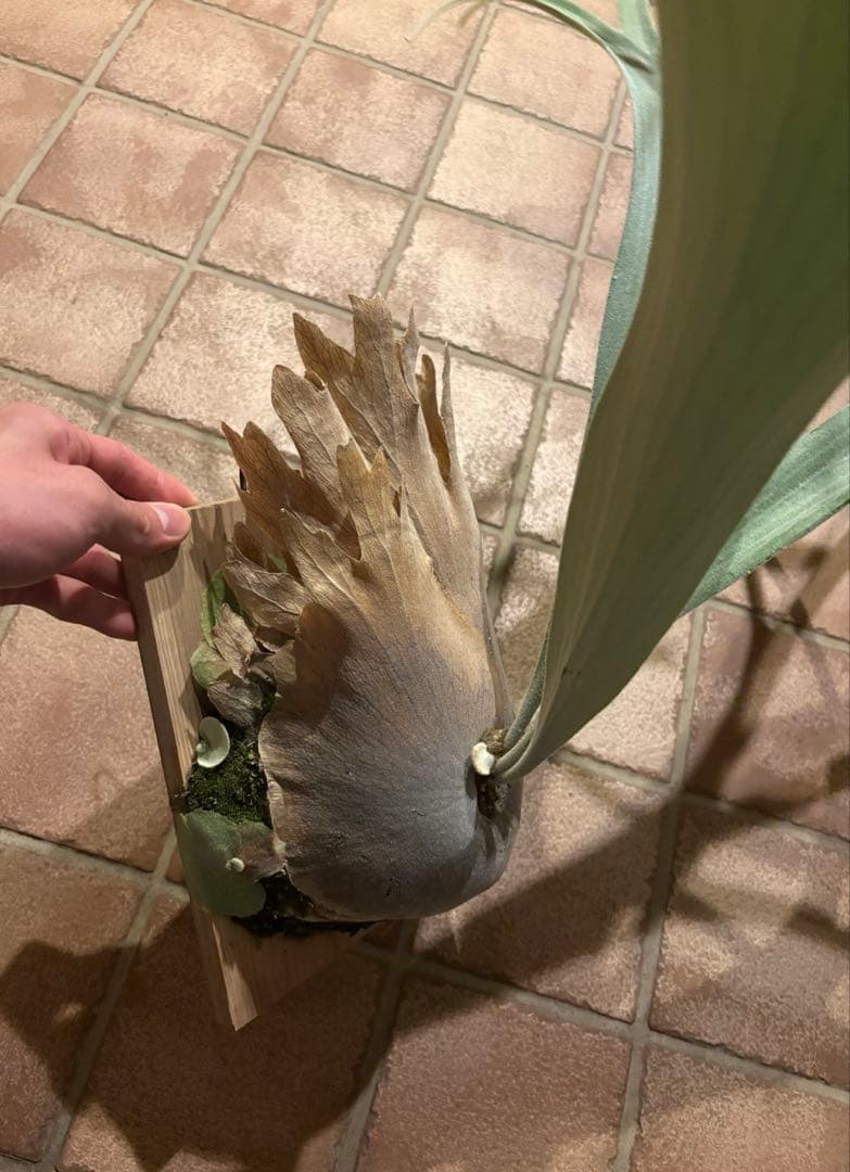 ビカクシダ　モンキーノース　P. Monkey North