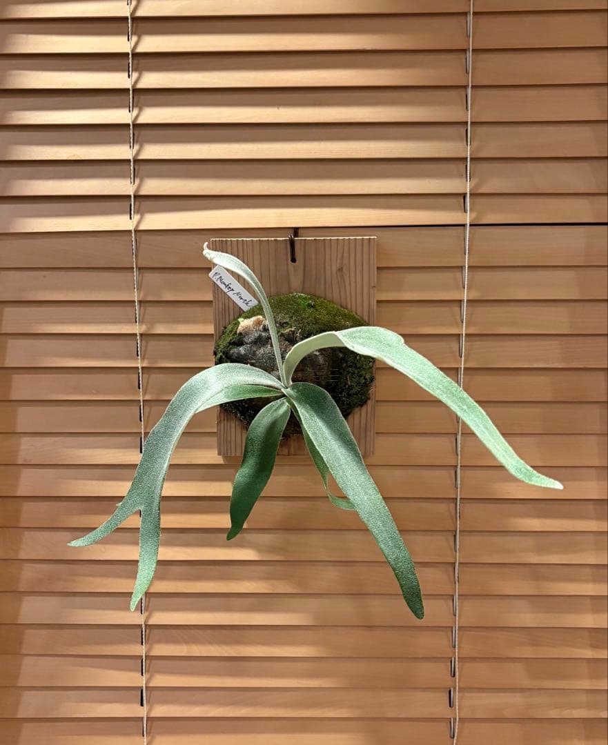 ビカクシダ　モンキーノース　P. Monkey North