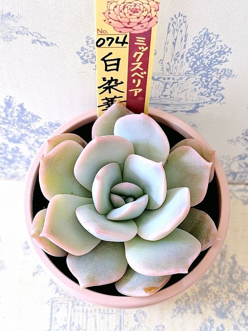 白染華　札付きポットごとメルカリ便おらいさん苗ミックスベリア