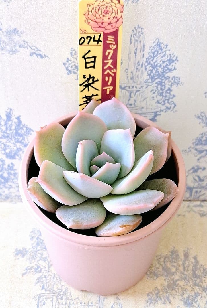 白染華　札付きポットごとメルカリ便おらいさん苗ミックスベリア