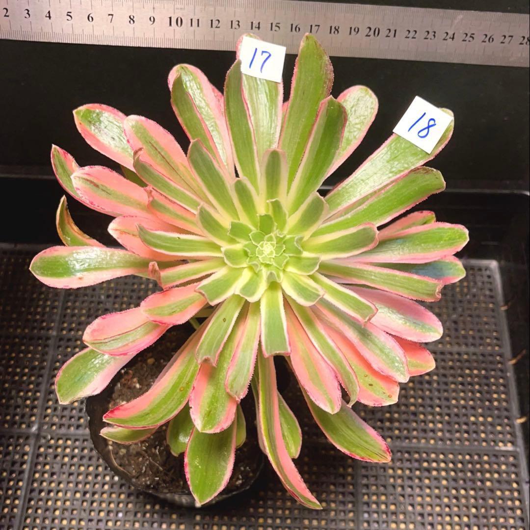 18#多肉植物❤️アエオニウム錦❤️ V錦錦❤️ 1大頭22cm拔き苗