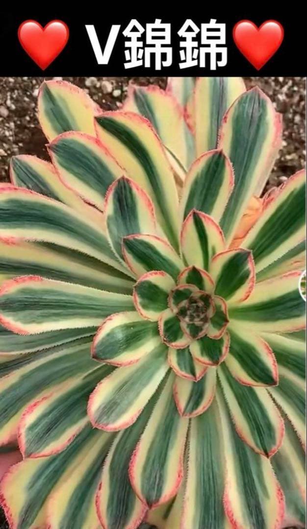 18#多肉植物❤️アエオニウム錦❤️ V錦錦❤️ 1大頭22cm拔き苗