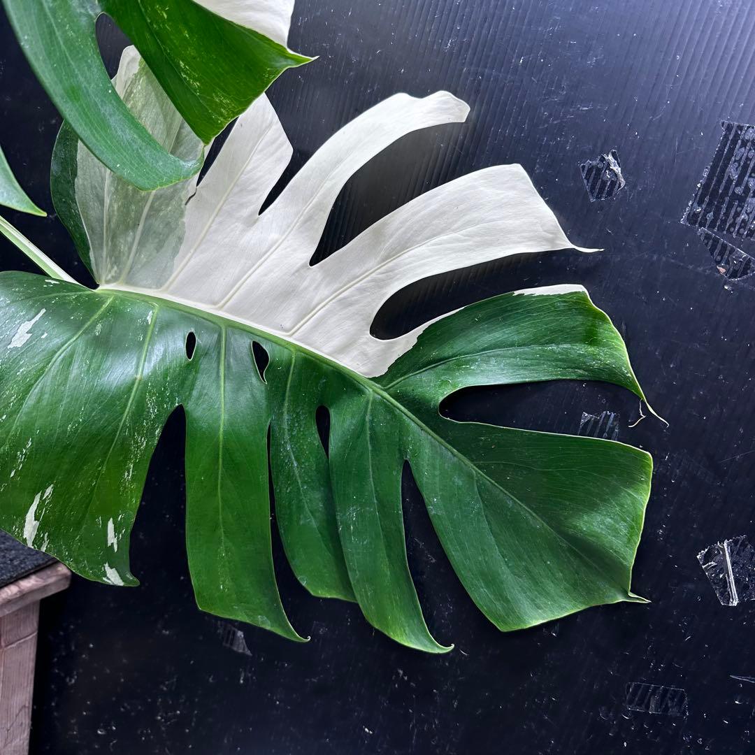 よ*君様 モンステラ斑入りハーフムーンホワイトタイガー極美斑入り　　 62cm