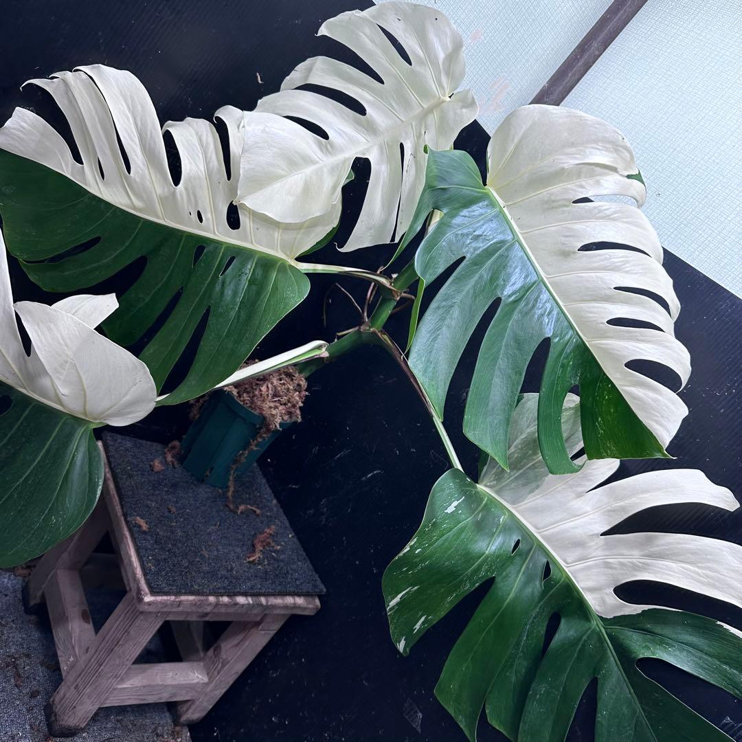 よ*君様 モンステラ斑入りハーフムーンホワイトタイガー極美斑入り　　 62cm