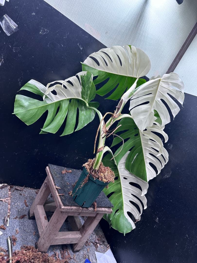 よ*君様 モンステラ斑入りハーフムーンホワイトタイガー極美斑入り　　 62cm
