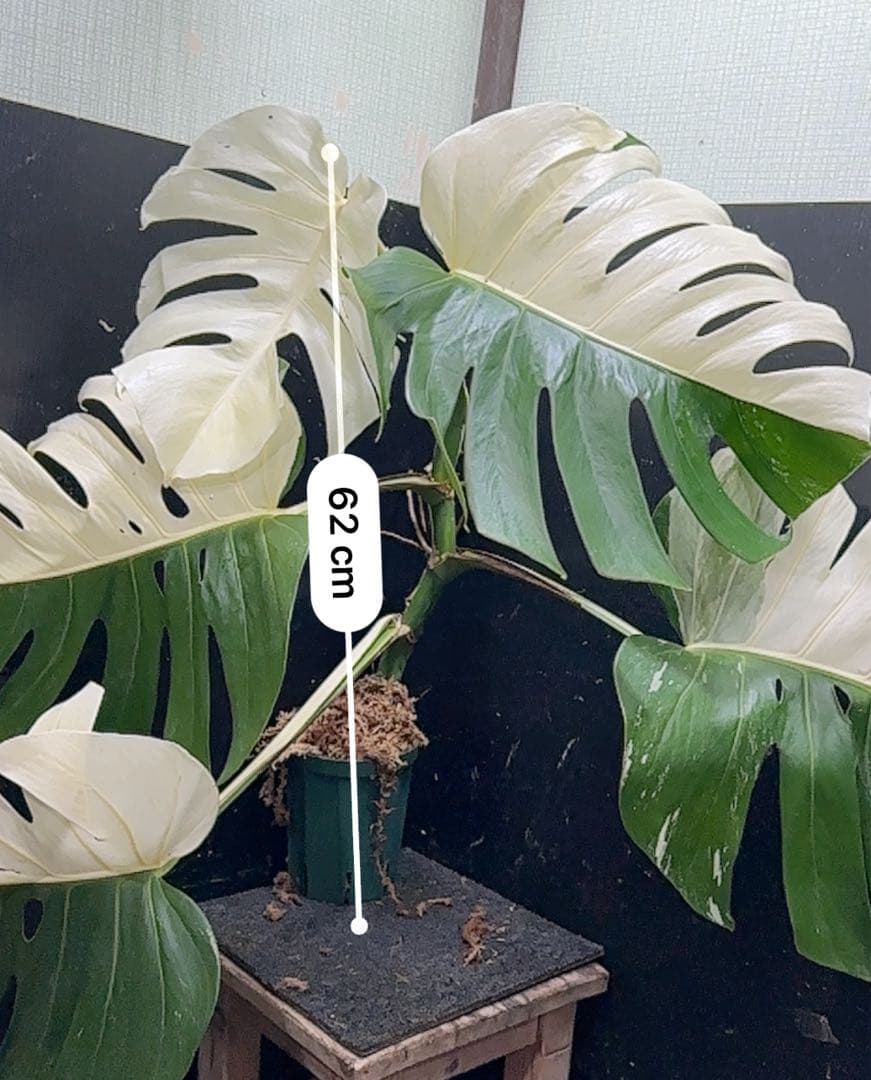 よ*君様 モンステラ斑入りハーフムーンホワイトタイガー極美斑入り　　 62cm