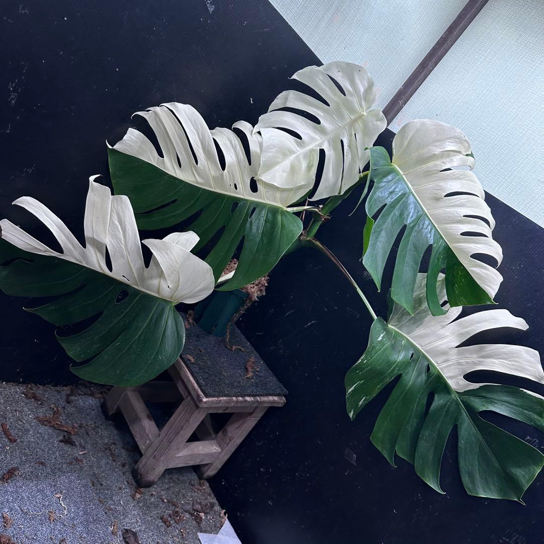 よ*君様 モンステラ斑入りハーフムーンホワイトタイガー極美斑入り　　 62cm