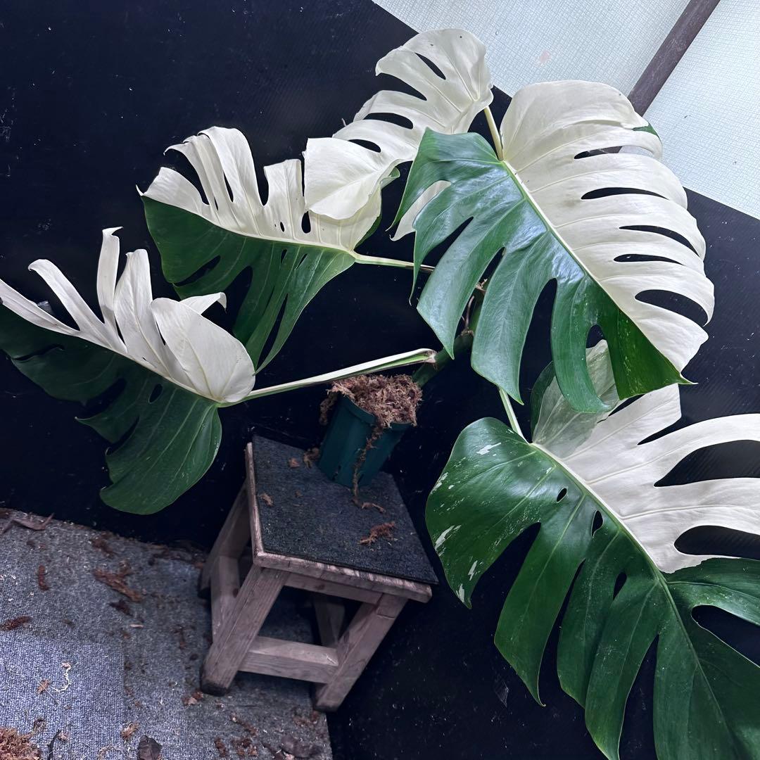 よ*君様 モンステラ斑入りハーフムーンホワイトタイガー極美斑入り　　 62cm