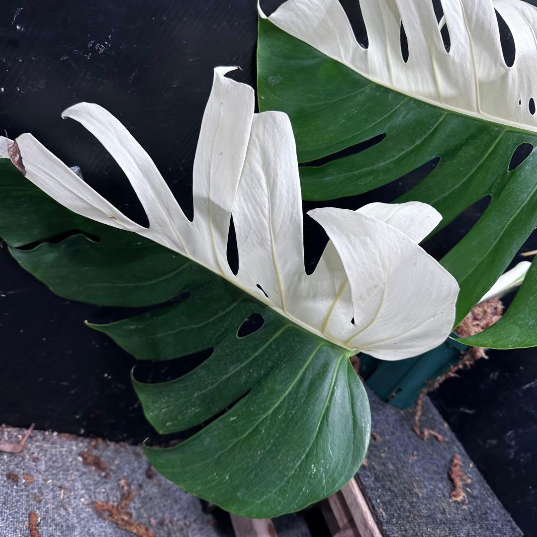 よ*君様 モンステラ斑入りハーフムーンホワイトタイガー極美斑入り　　 62cm