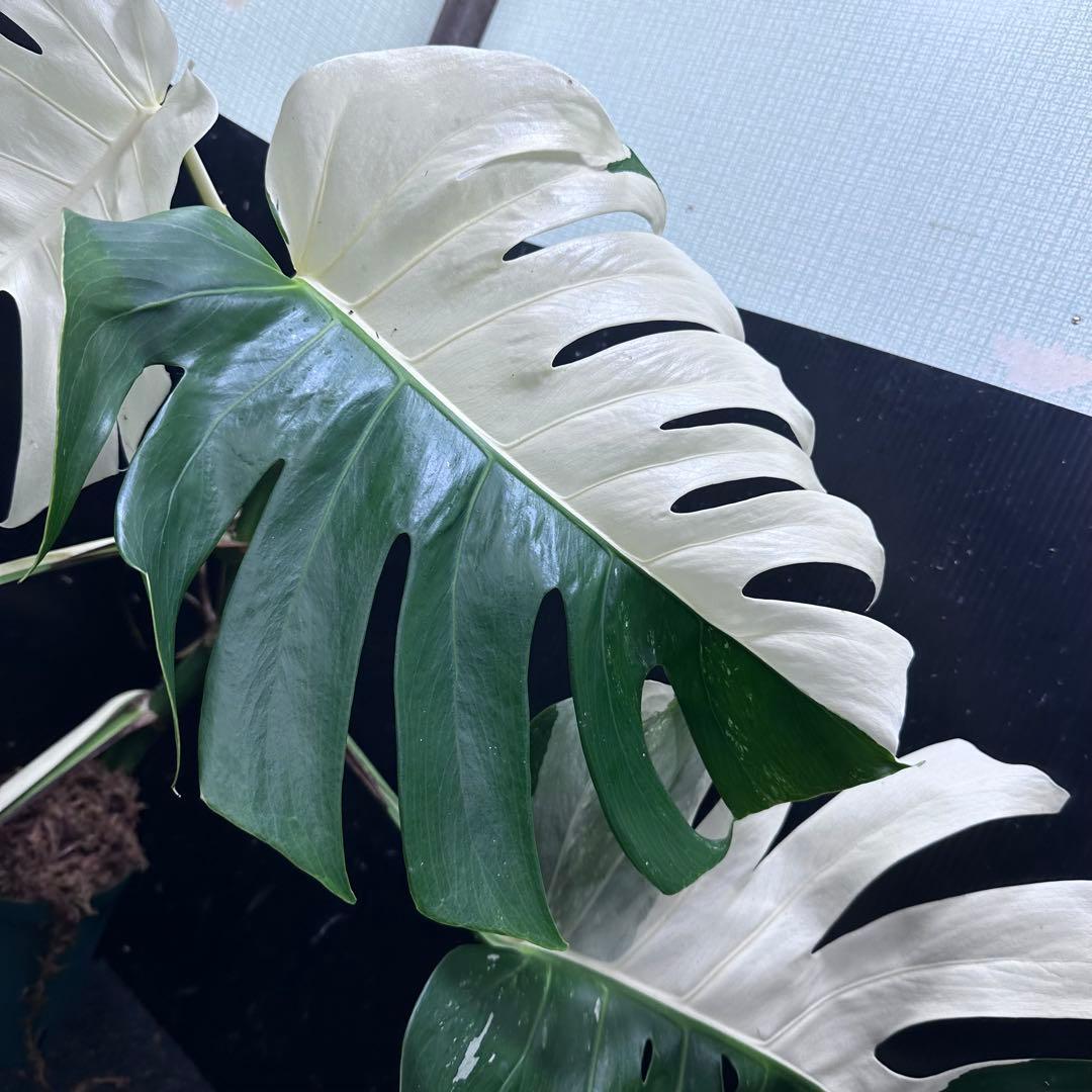 よ*君様 モンステラ斑入りハーフムーンホワイトタイガー極美斑入り　　 62cm