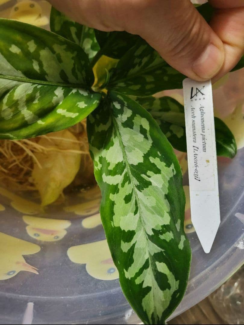 アグラオネマ　LA1016-03j