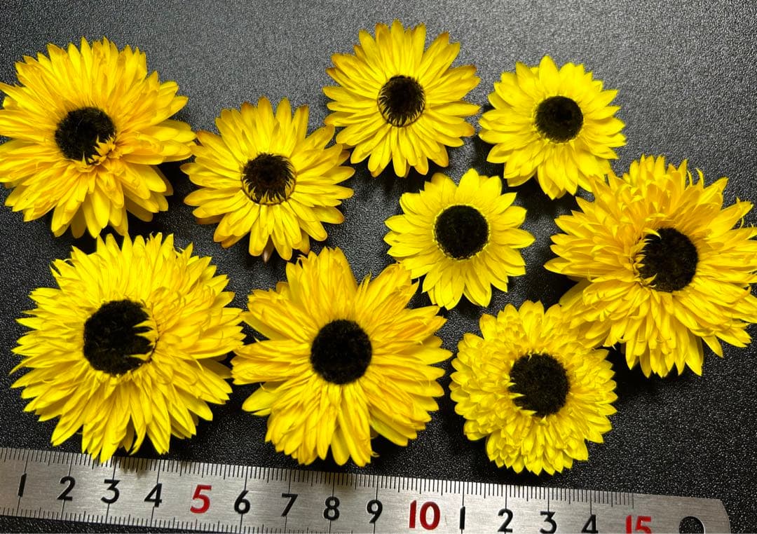 向日葵みたいなヘリクリサム ランダム9輪