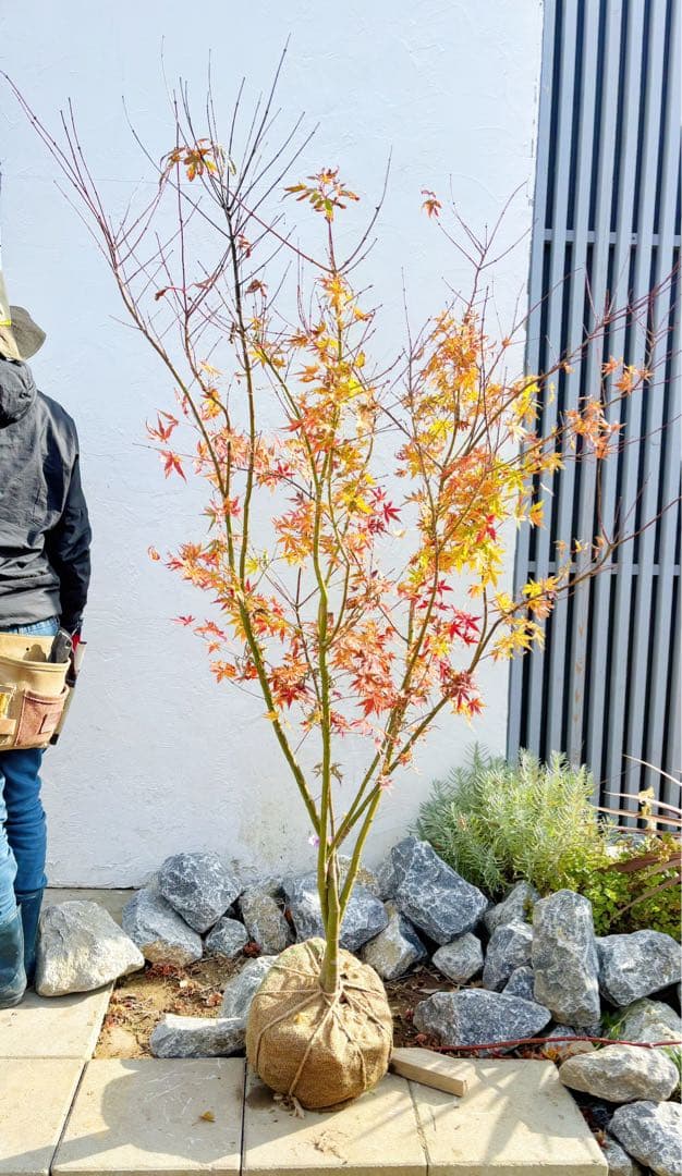 優良。イロハモミジ株立ち1.7M(鉢底から)品番E