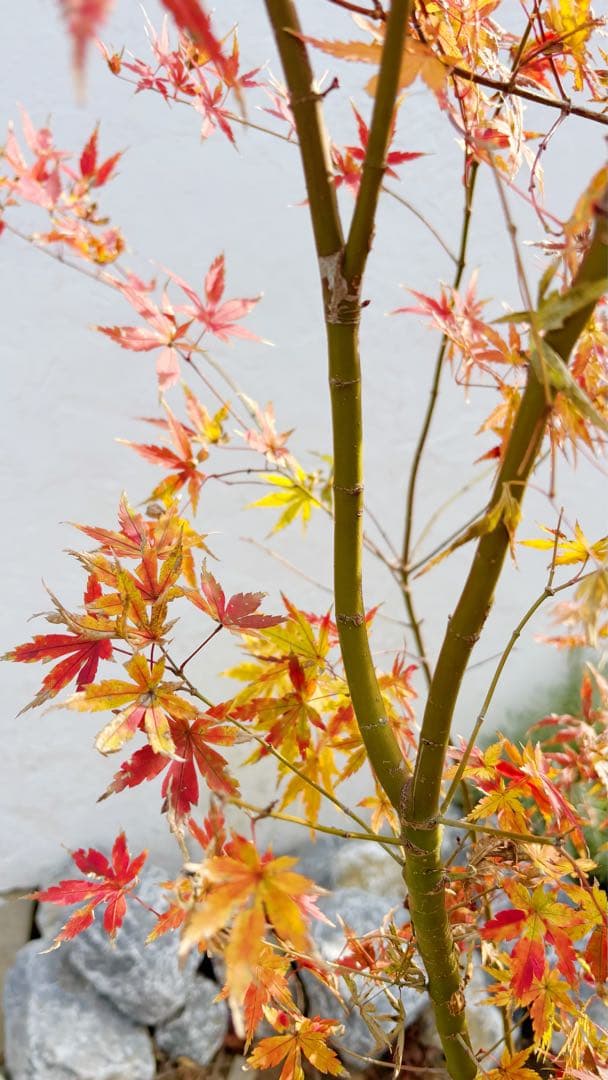 優良。イロハモミジ株立ち1.7M(鉢底から)品番E