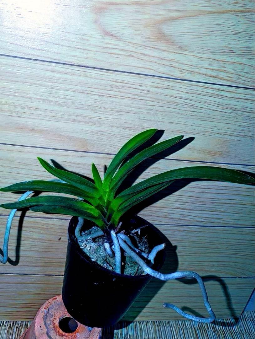 富貴蘭「恋心」素地羅紗葉に縞の超多色花品