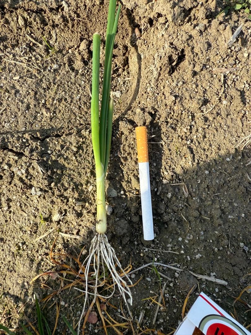 淡路島産ターザン苗2500本程度