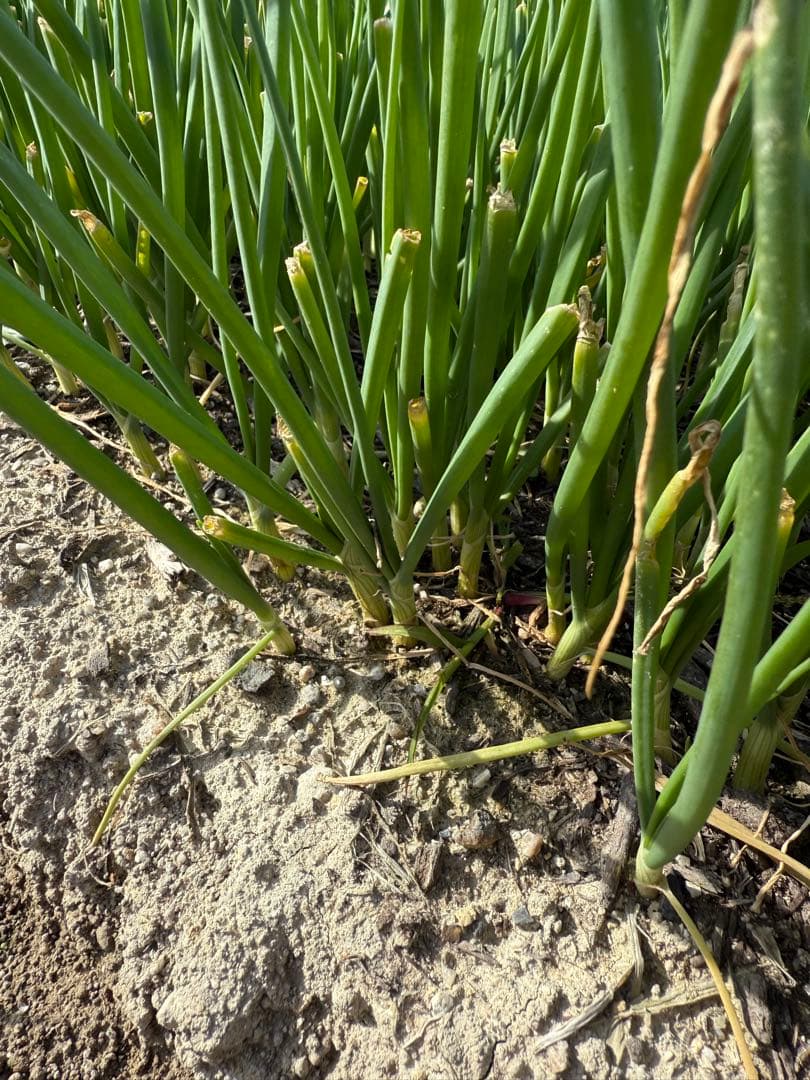 淡路島産ターザン苗2500本程度