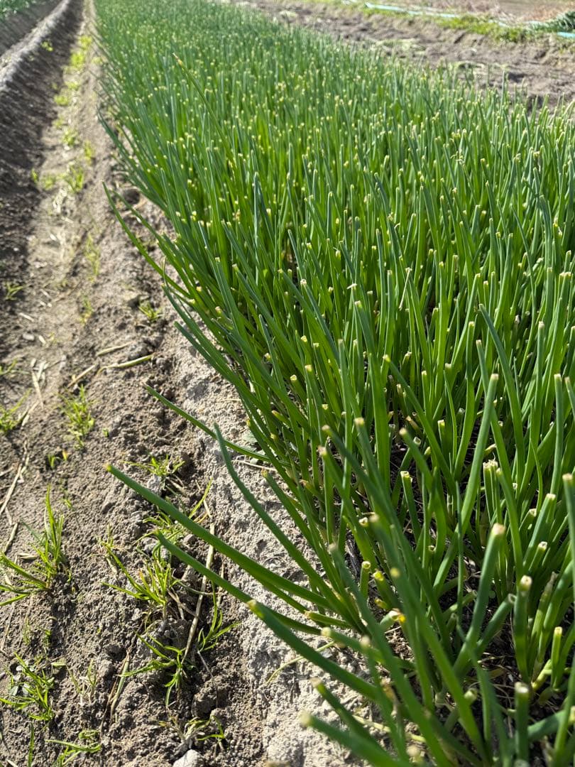 淡路島産ターザン苗2500本程度