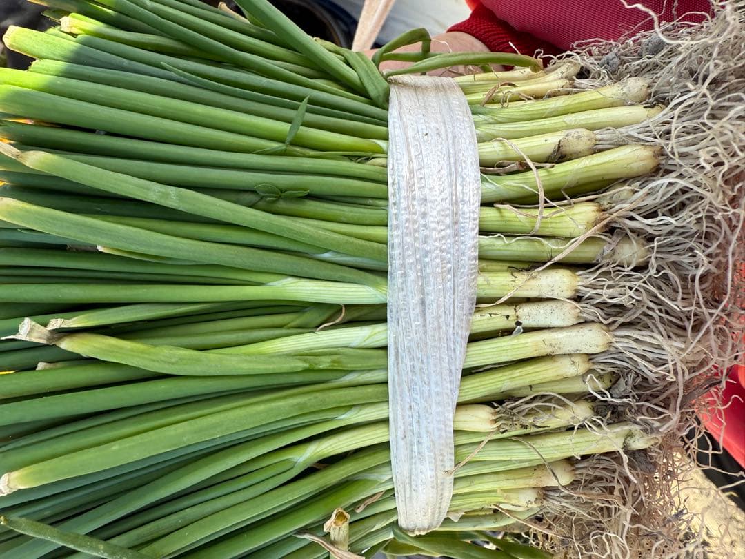 淡路島産ターザン苗2500本程度