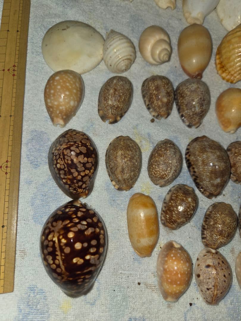 【沖縄産】天然タカラガイ 詰め合わせセット（ハチジョウダカラ等）計52点