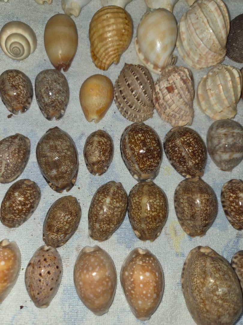 【沖縄産】天然タカラガイ 詰め合わせセット（ハチジョウダカラ等）計52点