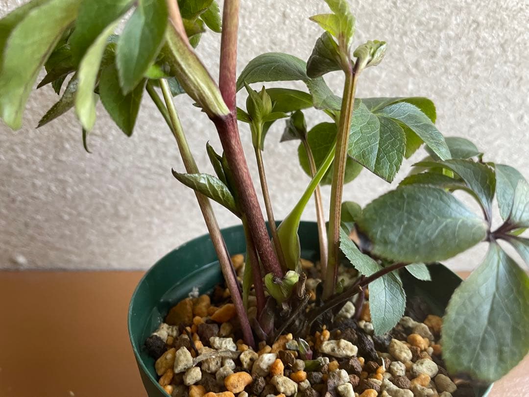 ⭐️株分け　ポーセリン交配　桜色ダブル　咲き　大木ナーサリー
