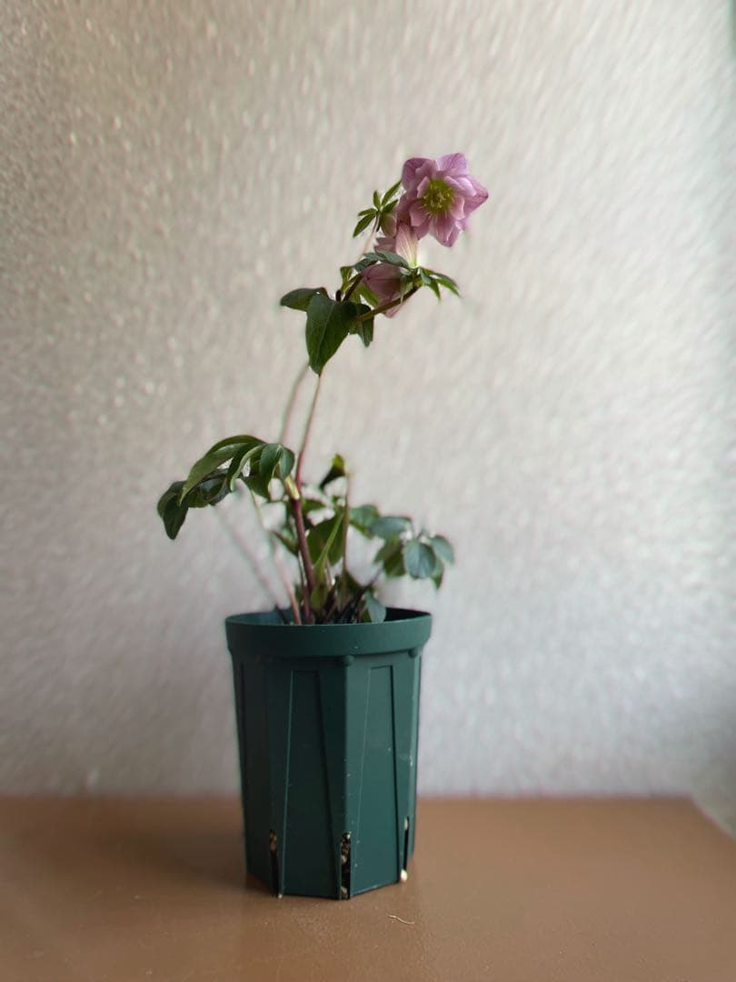 ⭐️株分け　ポーセリン交配　桜色ダブル　咲き　大木ナーサリー