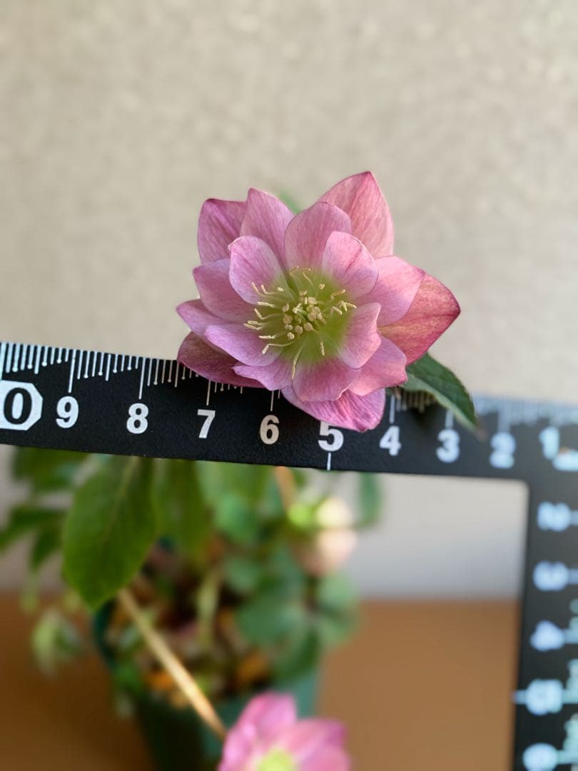 ⭐️株分け　ポーセリン交配　桜色ダブル　咲き　大木ナーサリー