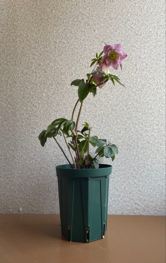 ⭐️株分け　ポーセリン交配　桜色ダブル　咲き　大木ナーサリー