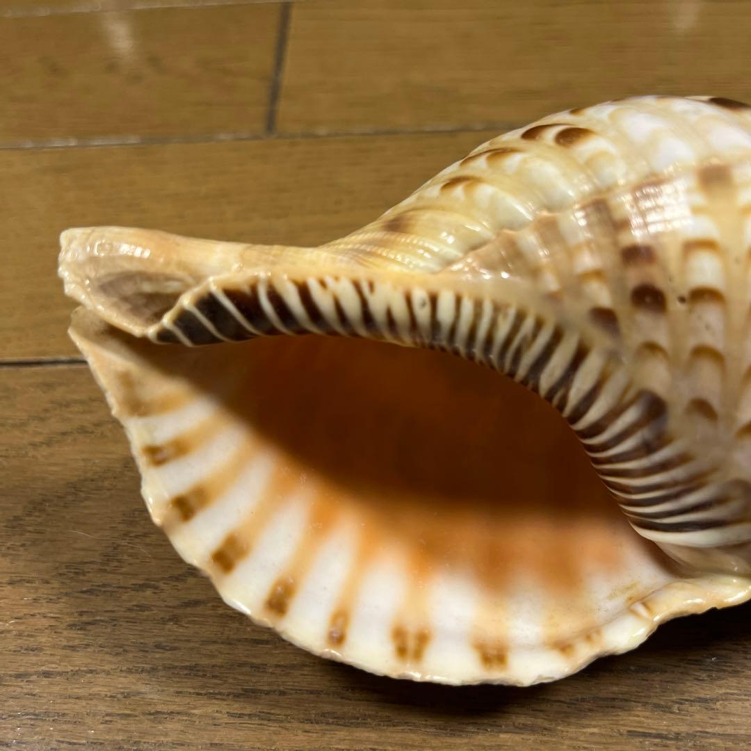 法螺貝　17cm 沖縄産