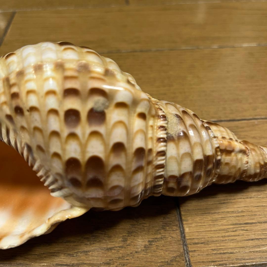 法螺貝　17cm 沖縄産