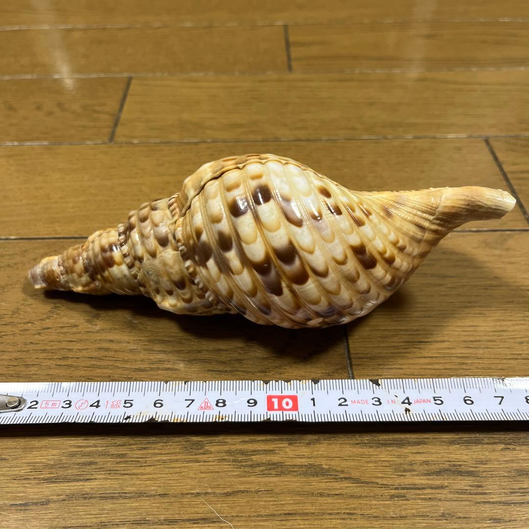 法螺貝　17cm 沖縄産