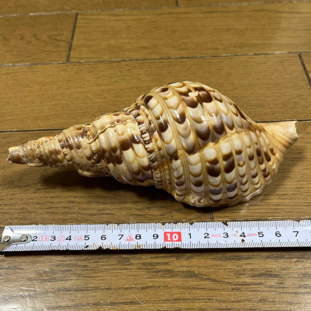 法螺貝　17cm 沖縄産