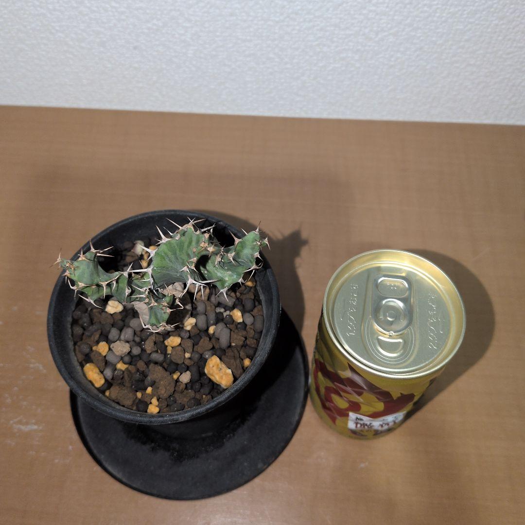 ユーフォルビア　クラビゲラ　実生株 （鉢付き)