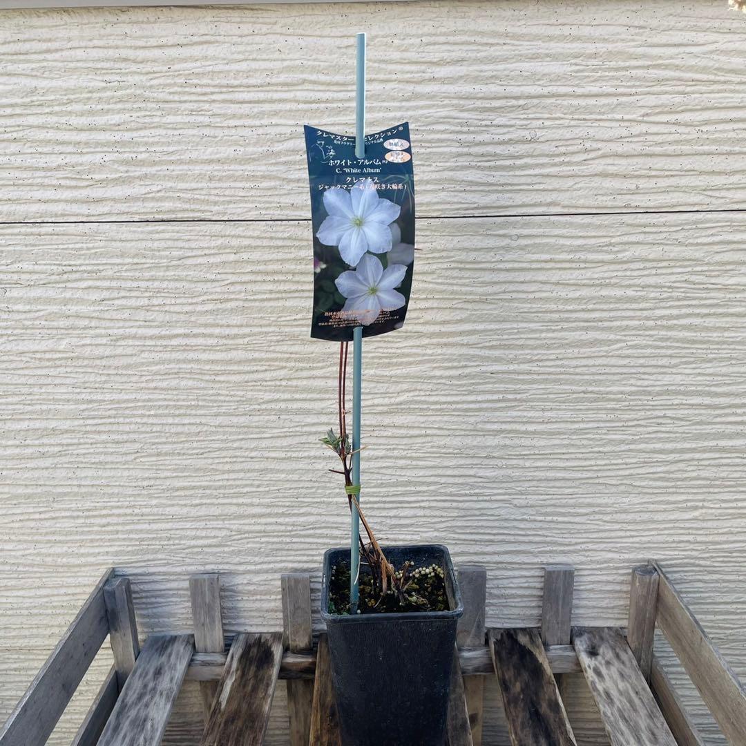 クレマチス ホワイト・アルバム 及川フラグリーンオリジナル品種